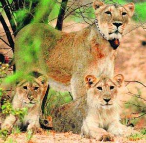 3 lion cubs found dead near Gir
