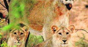 3 lion cubs found dead near Gir