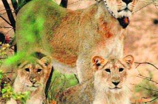3 lion cubs found dead near Gir