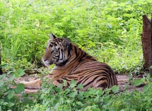 Sundari to be tranquillized