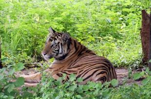 Sundari to be tranquillized