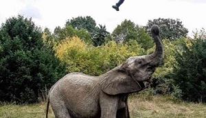 Three injured in attack by wild elephants in Assam