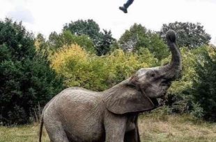 Three injured in attack by wild elephants in Assam
