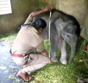 520 captive elephants in Kerala, reveals census