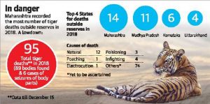 95 tiger deaths