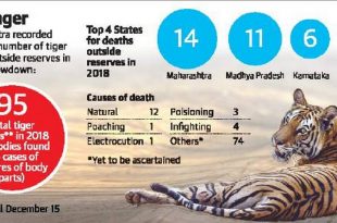 95 tiger deaths