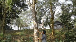 A rare blitz for trees