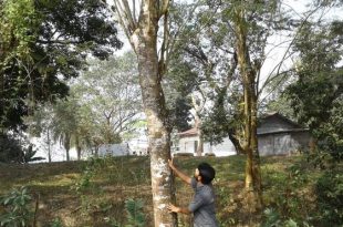 A rare blitz for trees