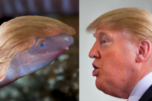 Blind amphibian