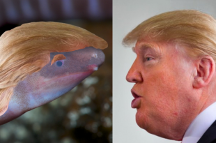 Blind amphibian
