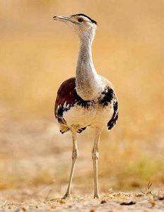 Indian bustard