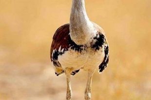 Indian bustard