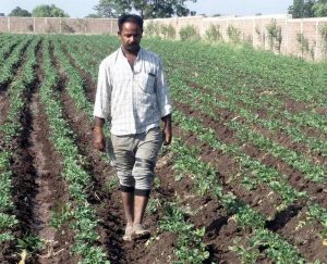 Note ban woes still rankle in farm belt