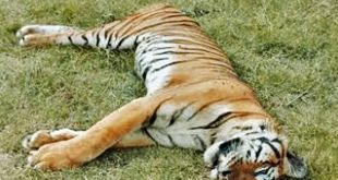 Tigers, elephant found dead in tiger reserves