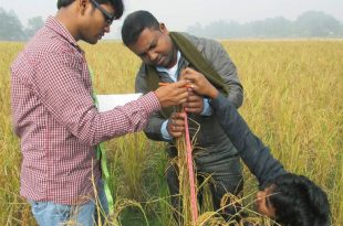 traditional rice varieties