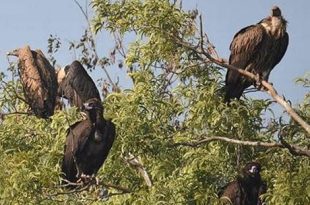 Jharkhand
