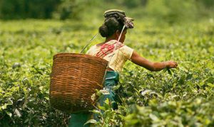 Tea Association announces