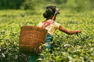Tea Association announces