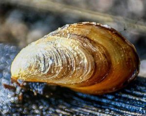 invasive black-striped