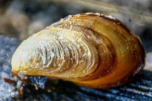 invasive black-striped