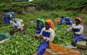 tea estates