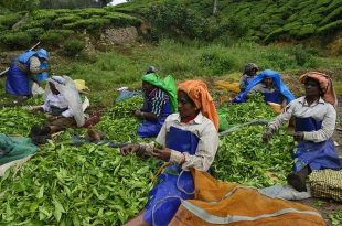 tea estates