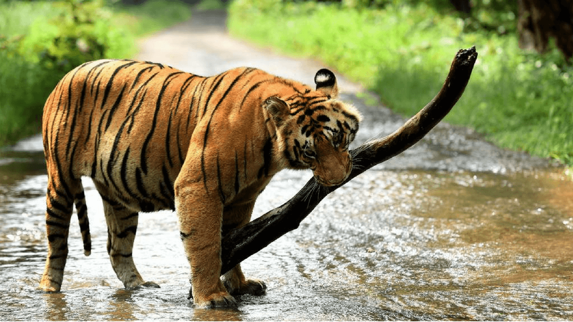 tiger safari uttar pradesh