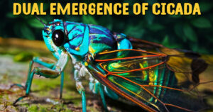 cicada
