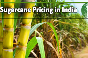 sugarcane pricing